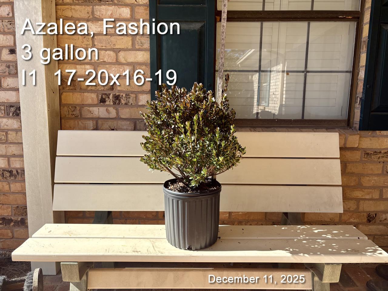 gallery/fash3 i1 dec11.jpg